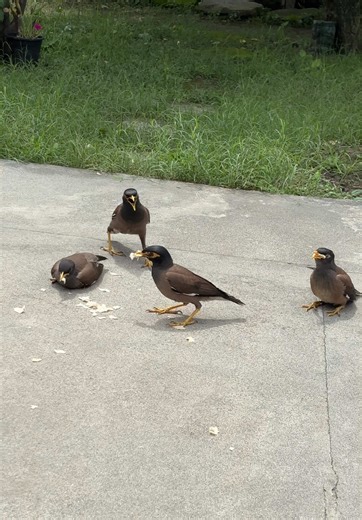 Feeding Hungry Myna Birds: A Nature Experience