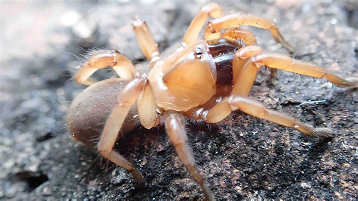 Spider that becomes 'virtually invisible' found and white hole means it's near