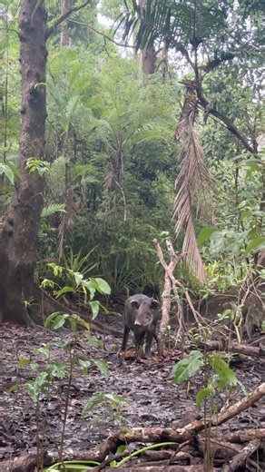 Español 🇨🇷/English 🇺🇸. El Tapir tiene cuerpo parecido al de un cerdo, trompa corta como la de un elefante y patas fuertes como las de un rinoceronte (¡son parientes lejanos!). Es el mamífero terrestre nativo Emás grande de Centroamérica: puede pesar hasta 300 kg y medir más de 2 metros de largo.🇺🇸The tapir has a body similar to that of a pig, a short trunk like an elephant’s, and strong legs like a rhinoceros’s (they are distant relatives!). It is the largest native land mammal in Central 
