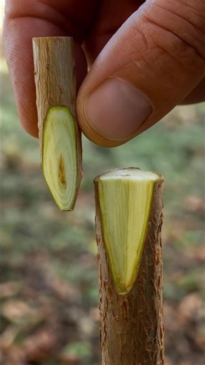 Grafting 101 | Simple Tips for Successful Results #art #nature #satisfying #garden