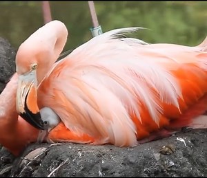77K views · 1.2K reactions | A Bronx Zoo Caribbean Flamingo Chick Takes Its First Steps | Alex Boyé | Facebook