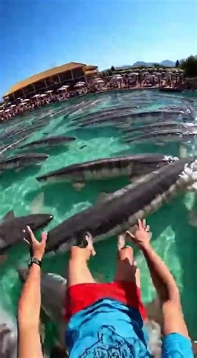 Waterslide into pool full of giant fish #funny #memes