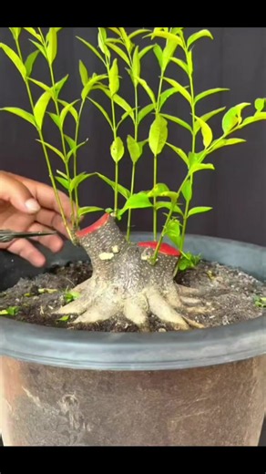 Mini Bonsai Care Guide: Bonsai Indonesia & Vietnam Tips