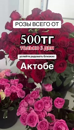 Розы всего от 500тг 87781504232 для заказа