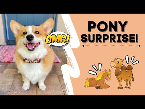 Corgi ADOPTS a Pony and Camel!