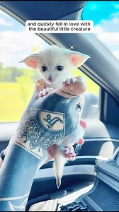 1.9M views · 59K reactions | The couple adopted a cute fence fox in their home #fence #fox #foxesofinstagram #animalovers #rescueanimals #animalsofinstagram #animallover #animals #animalrescue #animalworld #animalplanet | AnimalLove Stories | Facebook