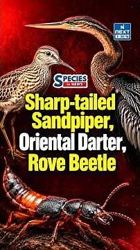 Rare Birds & 15 New Beetle Species | India’s Biodiversity | UPSC | NEXT IAS
