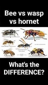 How to tell bees from wasps and hornets