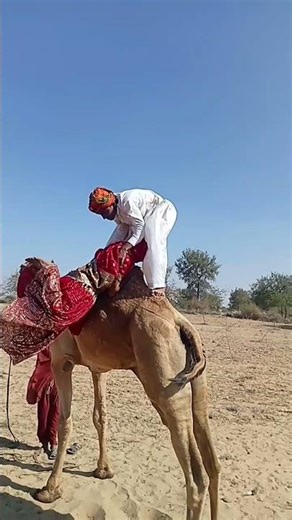 العريس يساعد العروس الفيرائية على الصعود فوق الجمل