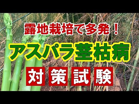 [The truth after three years!] Asparagus cultivation: The root cause of outdoor cultivation! Over...