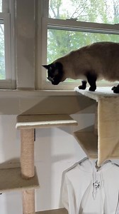 190K views · 8.8K reactions | Even warmed up the paws for that one. #punishmedaddy #bap #cat #oof #fyp | bap.kat | Facebook