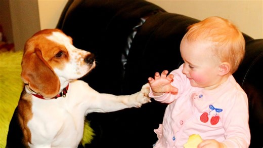Beagle Gives Baby Good Morning Kisses