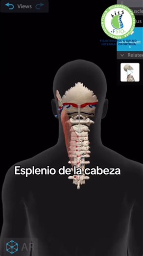 Esplenio de la cabeza #FSIO #anatomyclass #quiropractica #acupuntura #fortalecimientomuscular #fisioterapia #rehabilitacion #psicologia #medicogeneral #liftingfacial #radiofrecuencia #cavitacion #plasmaprp #masajespa #cavitaciondetox #detox #planalimenticio #prpcapilar #prpalopecico #prparticular #prppeptonas #peptonas #qumentodegluteo | Clínica de Rehabilitación Física y Especialidades FSIO