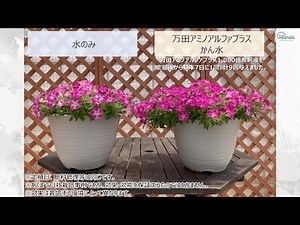 万田アミノアルファプラスの使い方～サフィニア編～（植物用万田酵素）