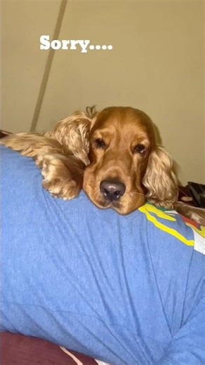 Priorities: Oakley first, everything else later ❤️#cockerspaniellove #golden