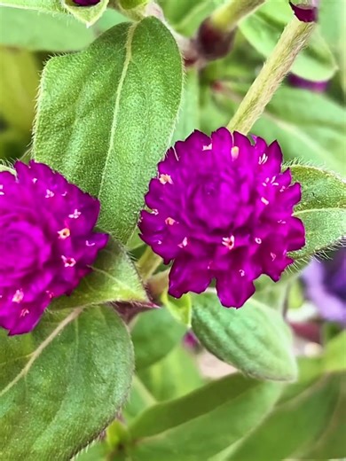 Vibrant Globe Amaranth in Sunlight | Nature Relaxation Flower #GlobeAmaranth #Gomphrena #FlowerVideo