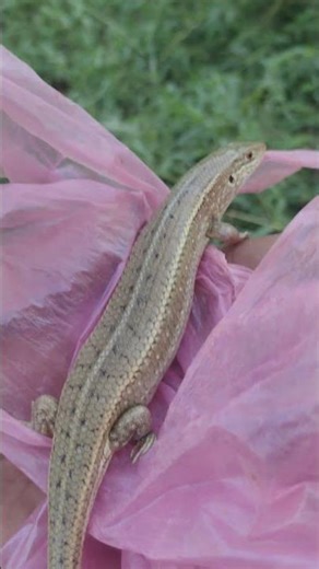 Skink Lizard Rescued and Released on 13/10/2025