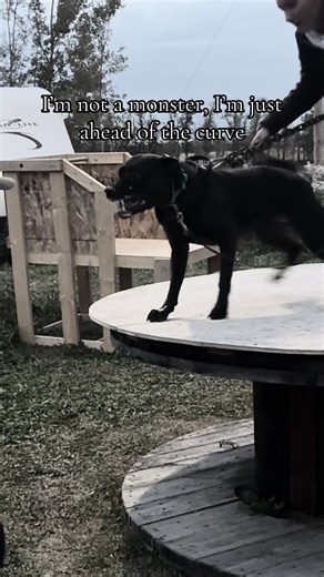 Bandogge Mastiff: Unleashing the Protection Dog