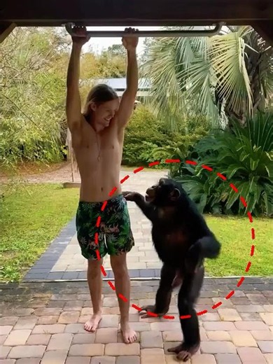 The chimpanzee won before the game even started❤️#cute #animals #shorts