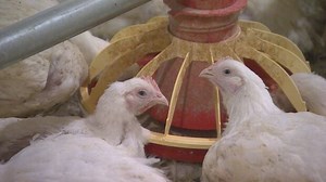 Chicken farmers crying foul over new regulations | CBC News