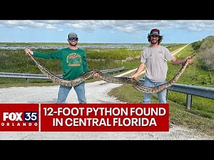 Massive, 12-foot, 80-pound Burmese python captured by Florida alligator hunters