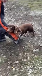 232K views · 7.7K reactions | Carry your furry friend in style with our Pet Carrier Bag! This portable, single-shoulder sling handbag is perfect for small pets, making outdoor travel a breeze. Shop  in our comment/ Bio @dachshund.fan.club_ . . . #dachshund #dachsundsofinstagram #dachshundlove #wiennerdog #tekel | Dachshund Fan Club | Facebook