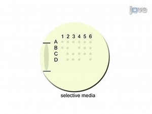 Dissection of Saccharomyces Cerevisiae Asci