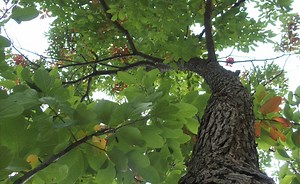 Óleo Essencial de Sassafrás - Óleos Essenciais | O Guia do Brasil