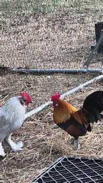 Top Rooster Challenge 🐓 🐓🤣#shorts #funny #rooster #funnybirds