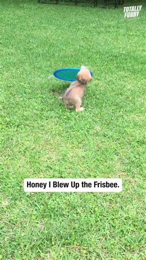 Tiny puppy vs giant frisbee! 😍 #funnyanimals #puppies