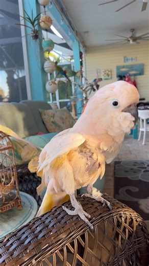 Thank You for an Amazing 2025! 🦜💚 As we look back on 2025, all of us at Parrot Outreach Society are filled with gratitude. This year was truly special—and it’s because of you. To our donors, thank you for believing in our mission and helping us provide care, enrichment, and second chances for parrots in need. To our volunteers, your time, energy, and compassion made a real difference every single day. To our adopters, thank you for opening your hearts and homes to these incredible birds. And t