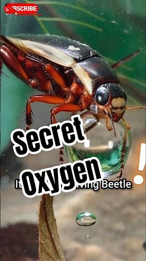 How Does This Insect Breathe Underwater?! 😲