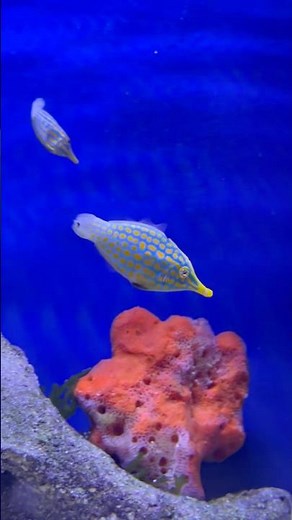 Spotted filefish might be one of the coolest fish under the see. They feed exclusively on acropora!