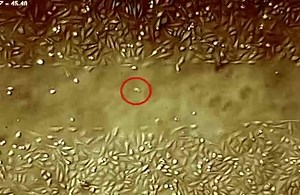 6.3K views · 266 reactions | An animated introduction to the biology...