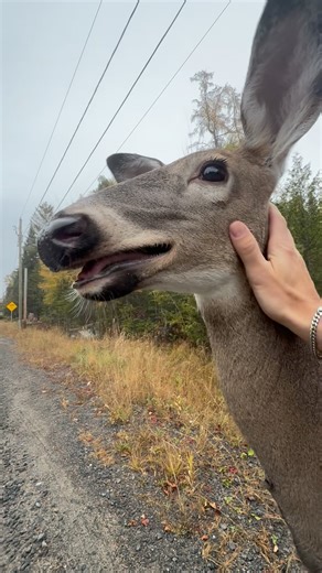 Jean Francois Letendre on Instagram: "Rare footage! Fairy was running around, panting and searching for her babies clearly anxious, which is so unlike her. I knew something was wrong, so I followed her into the woods. This video shows just how incredibly they can communicate and sense each other across distances, in ways we can’t fully understand. And amazingly, I felt she wanted me to follow her since she could have outpaced me in seconds. I edited 20 min into 3 min. We walk for 15-20, unbeliev