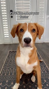 Welcome home Copper! | My Dogs Dope