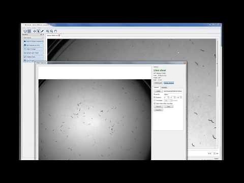Webinar: C. elegans imaging and analysis with WormLab