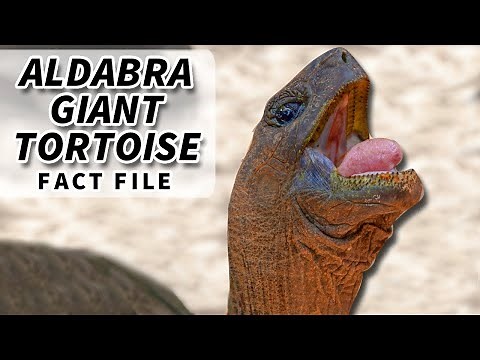 Aldabra Giant Tortoise Facts: Galapagos Tortoise RIVAL 🐢