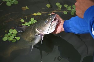 Iowa Catfish Best Bets - Game & Fish