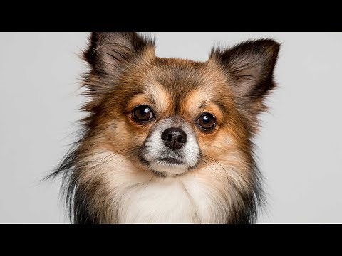 Types of Chihuahuas [Full Length Detailed 2020 Version]