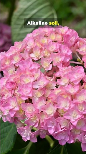 Make Hydrangeas Change Color Fast
