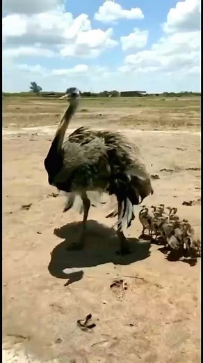The ostrich is walking with its babies and teaching them to find food #yourshotphotographer #kings_birds #your_best_birds #birdies #bestbirdshots #Feather_perfection #earthcapture #birdphoto #birdphotography #birdwatching | Eyes on nature