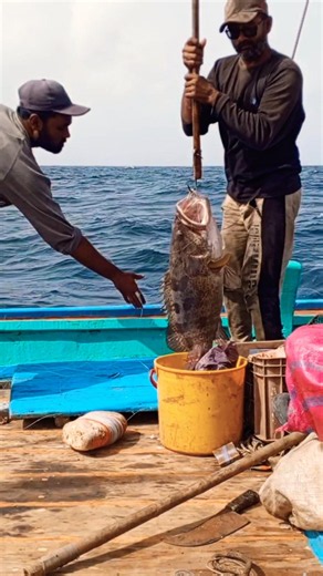groupers fish catching open sea ⛵🌊 #fish #fishing #viral