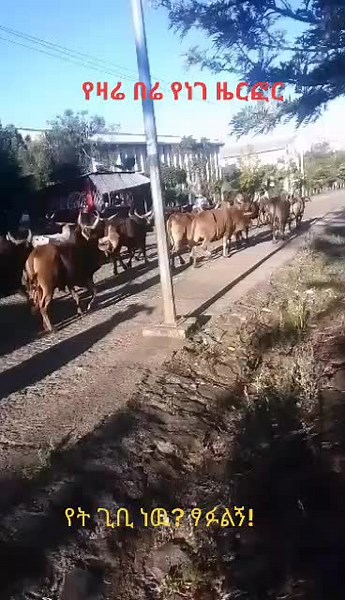 Herding Brown Cattle in Semi-Urban Environment