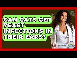 Can Cats Get Yeast Infections In Their Ears? - Ask A Pet Vet
