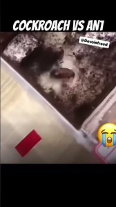 Cockroach vs ant💀