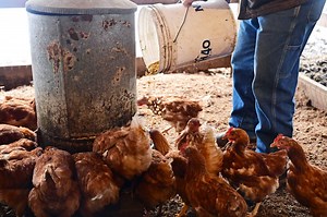 How to Ferment Chicken Feed & Reduce Feed Costs (In Any Climate)