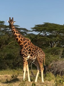 Beautiful Giraffe at Lake Nakuru National Park