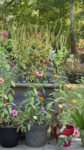 It’s a beautiful October afternoon. One of my favorite places to sit is on my back porch. Tell me what have you all been up to today? | Flowers by the Bunch