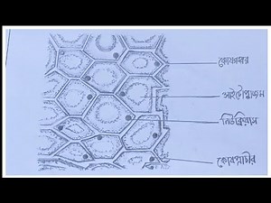 SSC Biology Practical Khata Drawing-Part 1- পেঁয়াজের বিভিন্ন কোষ|| SSC 2023